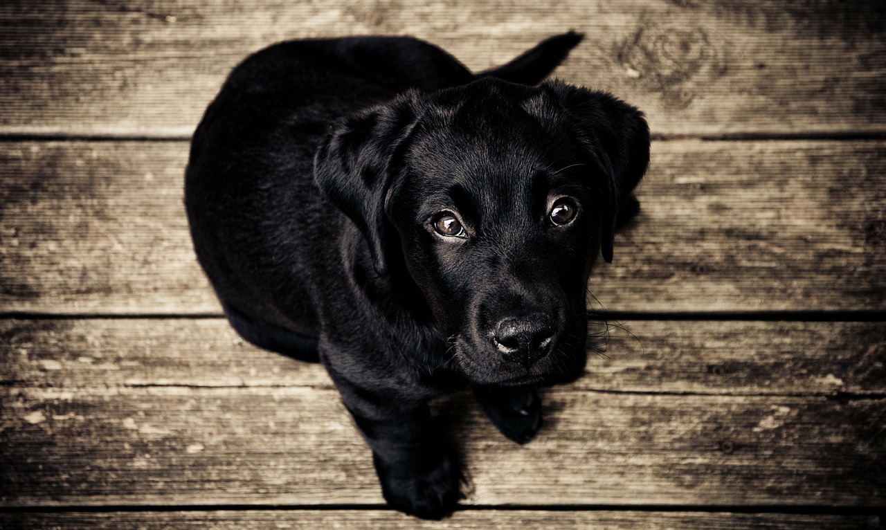 puppy, dog, black puppy, getting a dog